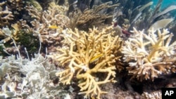 The majority of cultivated coral in the Florida Keys is killed by hot seawater.