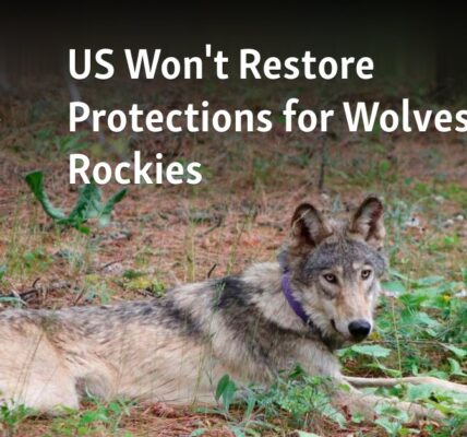 The US will not reinstate safeguards for wolves in the Rocky Mountains.