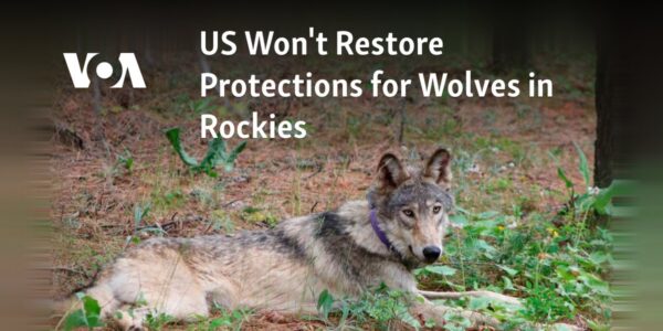 The US will not reinstate safeguards for wolves in the Rocky Mountains.