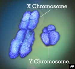 X Chromosome Linked to Autoimmune Diseases