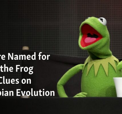 A creature, named after Kermit the Frog, provides insights into the evolution of amphibians.
