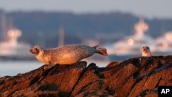 Bird Flu Decimating Seal Colonies; Scientists Baffled