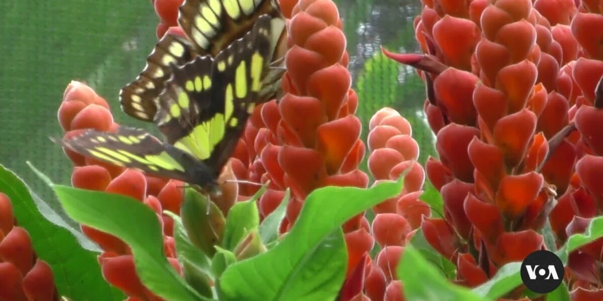 Farmers in Panama are embracing an eco-friendly venture by breeding butterflies.