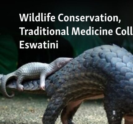 In Eswatini, the conservation of wildlife and traditional medicine are in conflict.