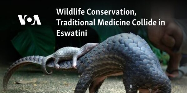 In Eswatini, the conservation of wildlife and traditional medicine are in conflict.