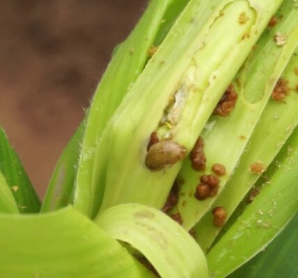 Malawi is conducting trials on genetically modified maize in order to combat hunger and agricultural pests.
