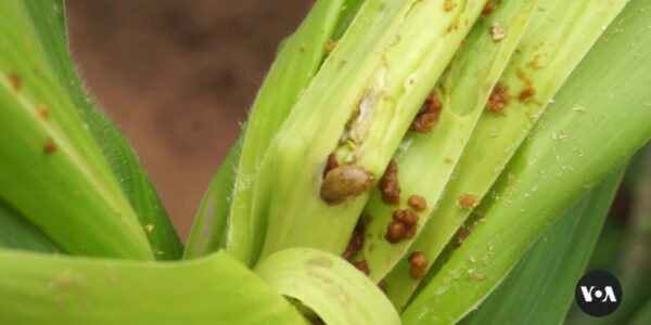 Malawi is conducting trials on genetically modified maize in order to combat hunger and agricultural pests.