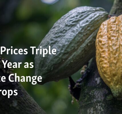 The cost of cocoa has increased threefold in a span of one year due to the effects of climate change on crops.