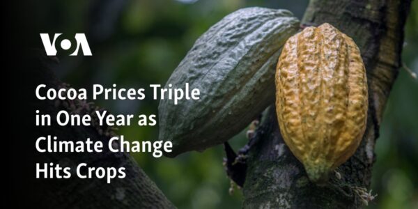 The cost of cocoa has increased threefold in a span of one year due to the effects of climate change on crops.