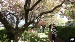FILE - Cherry blossom, and other flowering trees add to the ambiance at the Crystal Hermitage Gardens at Ananda Village, in Nevada City, Calif., on April 8, 2022.