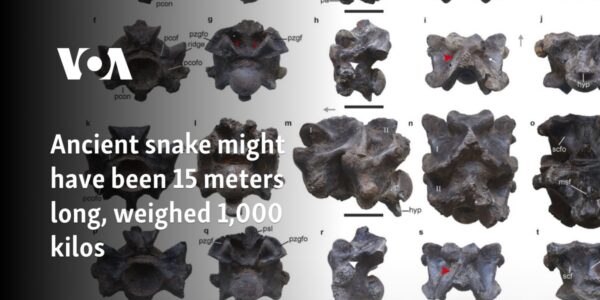 Ancient snake might have been 15 meters long, weighed 1,000 kilos