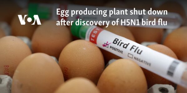 Egg producing plant shut down after discovery of H5N1 bird flu