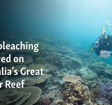 Mass bleaching detected on Australia’s Great Barrier Reef