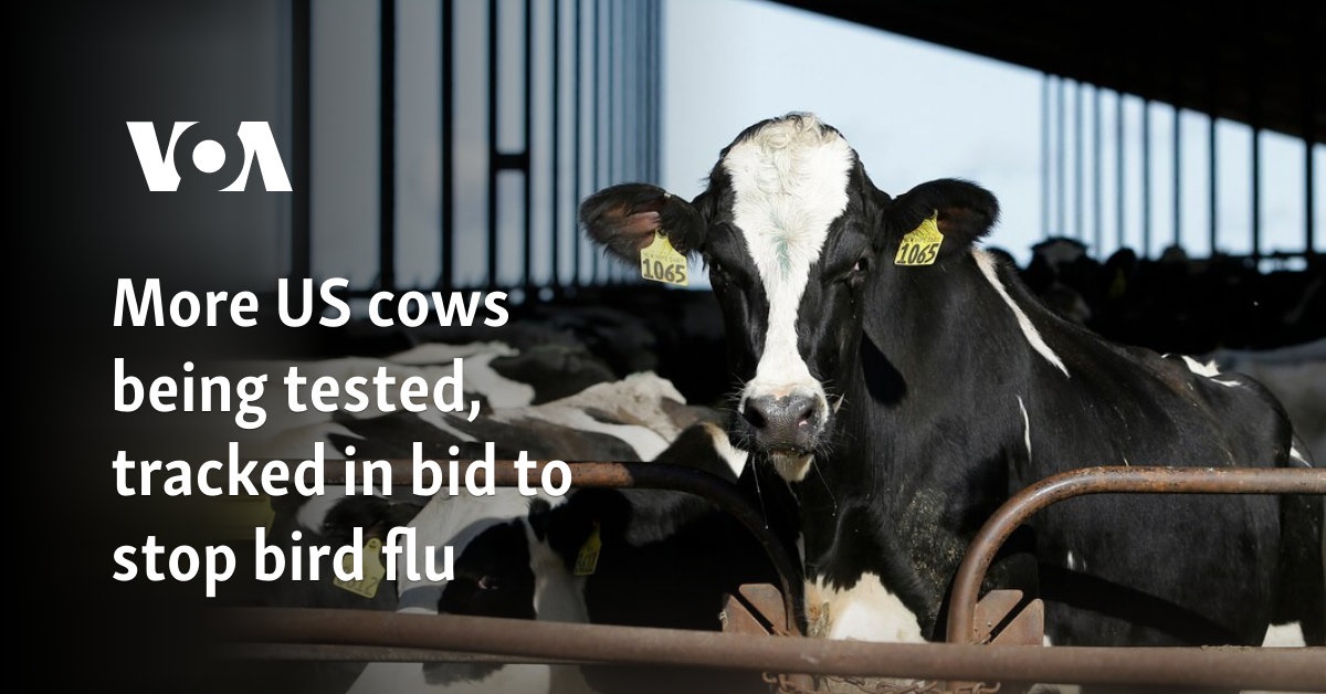 More US cows being tested, tracked in bid to stop bird flu
