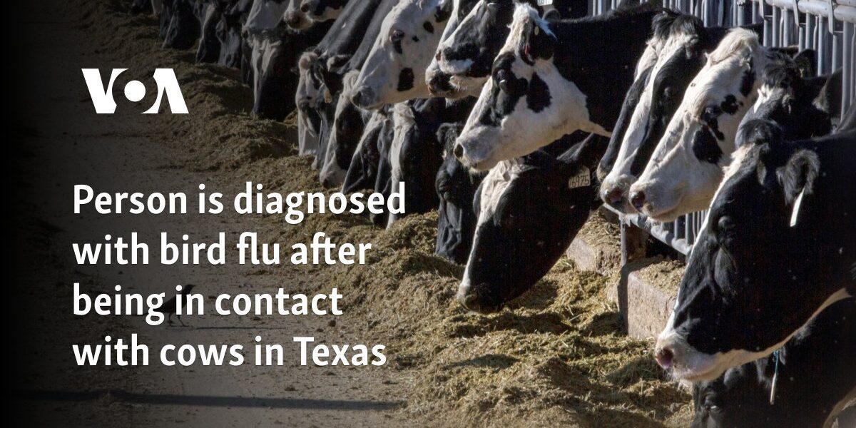 Person is diagnosed with bird flu after being in contact with cows in Texas
