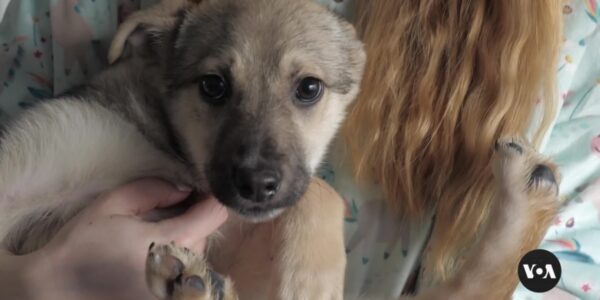 Saving animals during war: Ukrainians honored for their work