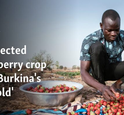 Unexpected strawberry crop spins Burkina's 'red gold'