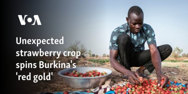 Unexpected strawberry crop spins Burkina's 'red gold'