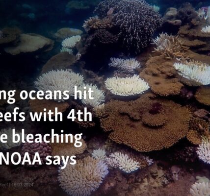 Warming oceans hit coral reefs with 4th massive bleaching event, NOAA says
