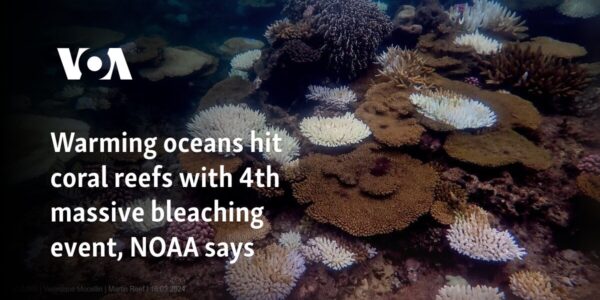 Warming oceans hit coral reefs with 4th massive bleaching event, NOAA says