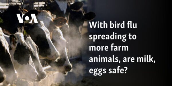 With bird flu spreading to more farm animals, are milk, eggs safe?