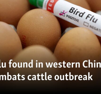 Bird flu found in western China as US combats cattle outbreak