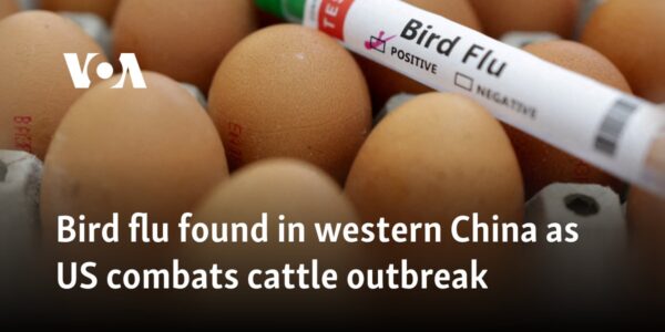 Bird flu found in western China as US combats cattle outbreak