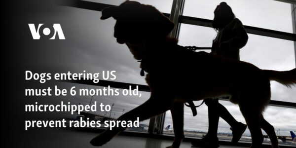 Dogs entering US must be 6 months old, microchipped to prevent rabies spread