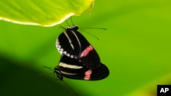 FILE - Heliconius melpomene butterflies at the greenhouse of the Museo delle Scienze (MUSE), a science museum in Trento, Italy, May 6, 2024.