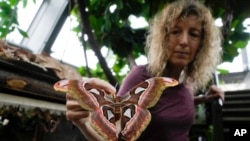 Italian museum recreates Tanzanian butterfly forest