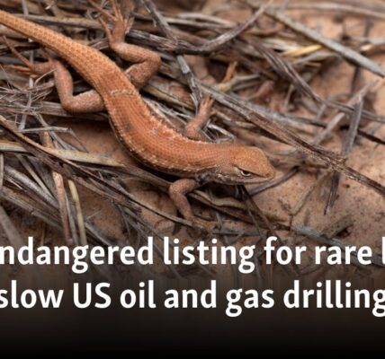 New endangered listing for rare lizard could slow US oil and gas drilling
