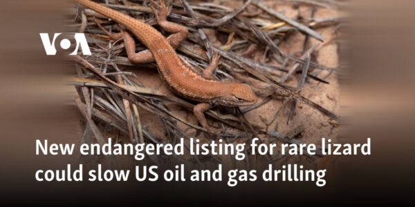 New endangered listing for rare lizard could slow US oil and gas drilling