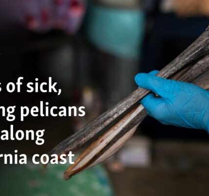 Scores of sick, starving pelicans found along California coast