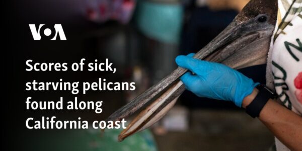 Scores of sick, starving pelicans found along California coast
