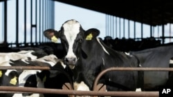 Texas veterinarian helps crack the mystery of bird flu in cows