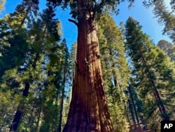 World’s largest tree passes health check
