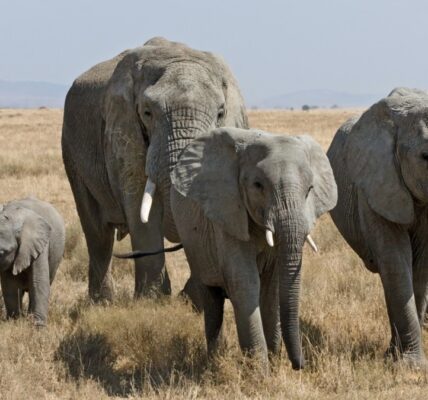 African elephants call each other unique names, new study shows