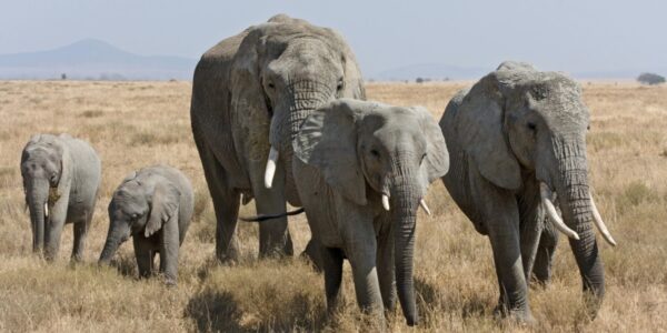 African elephants call each other unique names, new study shows