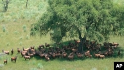 Tiang, a type of the antelope, hide under a tree in South Sudan's national parks and the surrounding areas, June 19, 2024.