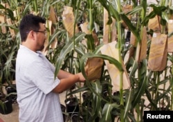 Australian-led study issues food security warning over plant breeding skills shortage