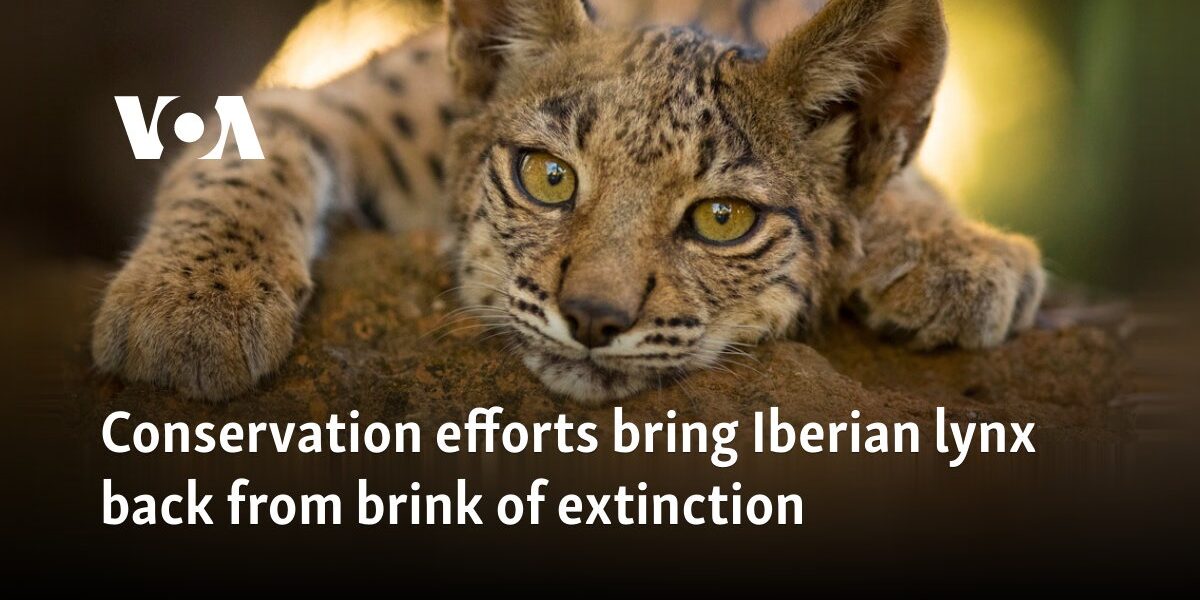 Conservation efforts bring Iberian lynx back from brink of extinction