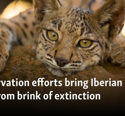 Conservation efforts bring Iberian lynx back from brink of extinction