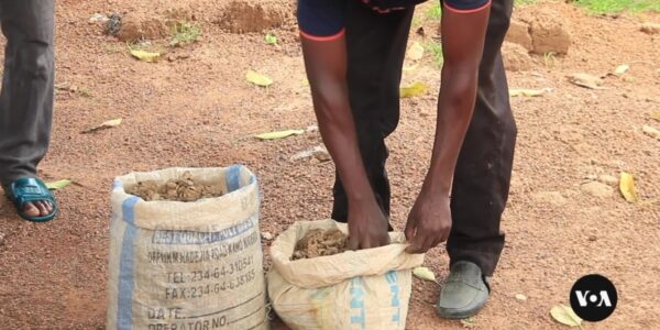 Nigerian ginger farmers struggle after outbreak of disease