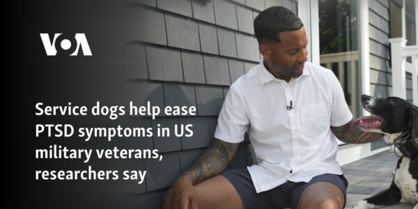 Service dogs help ease PTSD symptoms in US military veterans, researchers say