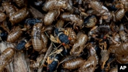 Trillions of cicadas descend on parts of US