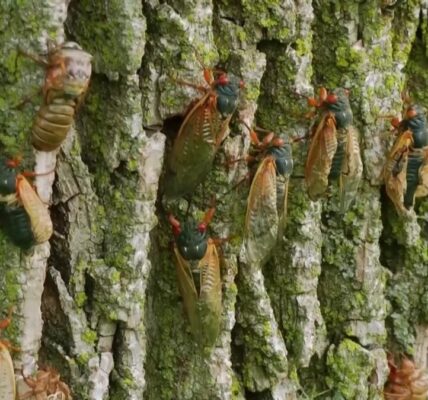 Trillions of cicadas pop up in parts of US
