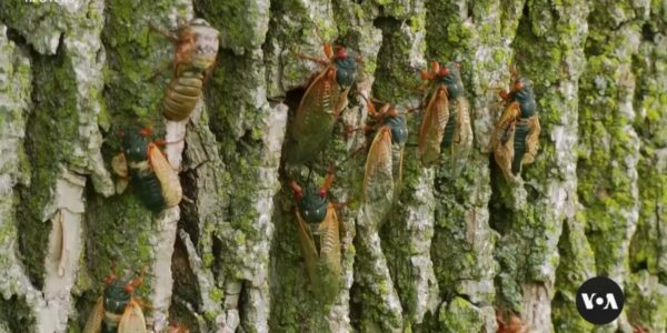 Trillions of cicadas pop up in parts of US