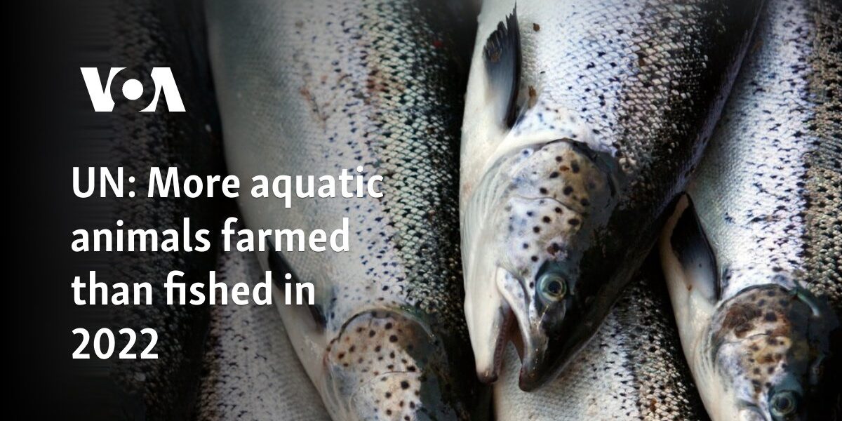 UN: More aquatic animals farmed than fished in 2022