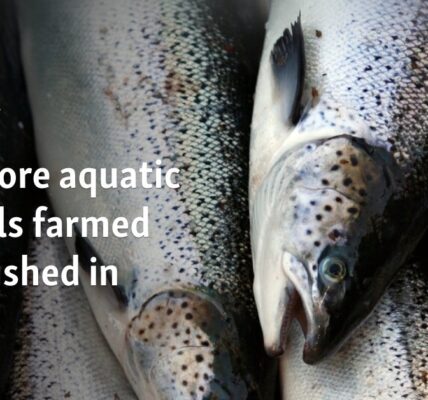 UN: More aquatic animals farmed than fished in 2022