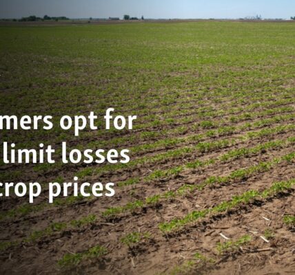 US farmers opt for soy to limit losses as all crop prices slump